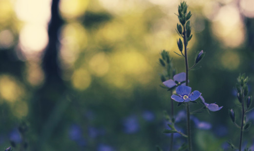 1713640 (a): :2500x1481